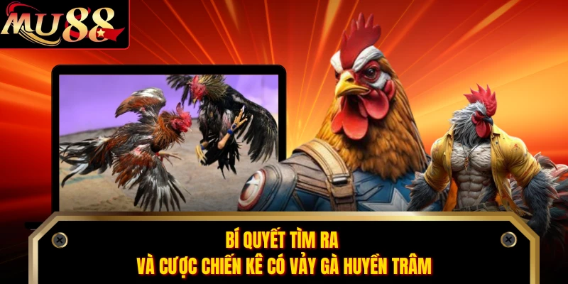 Bí quyết tìm ra và cược chiến kê có vảy gà huyền trâm