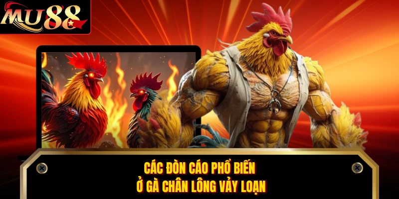 Các đòn cáo phổ biến ở gà chân lông vảy loạn
