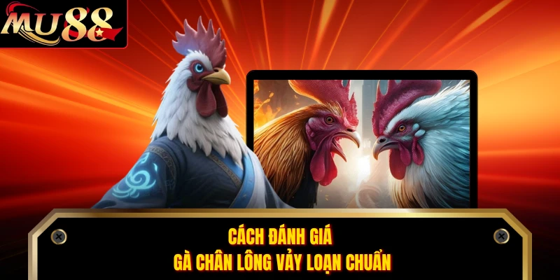 Cách đánh giá gà chân lông vảy loạn chuẩn