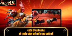 Cách Ép Cân Gà Đá - Kỹ Thuật Giảm Mỡ Thừa Cho Chiến Kê
