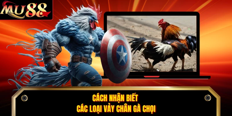 Cách nhận biết các loại vảy chân gà chọi