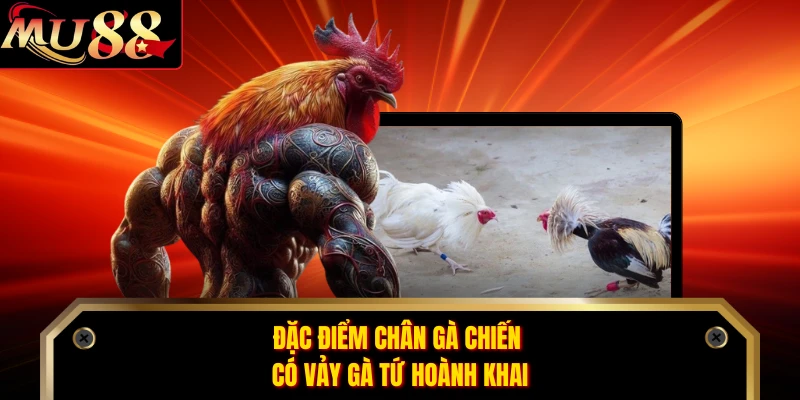 Đặc điểm chân gà chiến có vảy gà tứ hoành khai