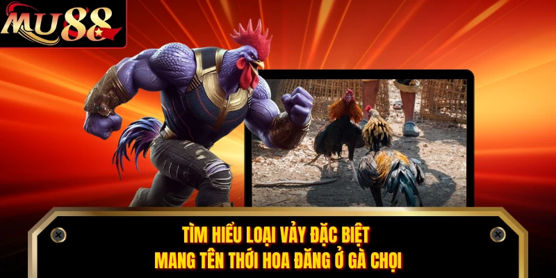 Tìm hiểu loại vảy đặc biệt mang tên thới hoa đăng ở gà chọi 