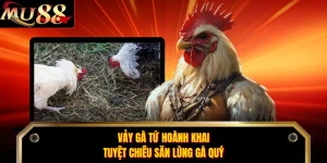Vảy Gà Tứ Hoành Khai - Tuyệt Chiêu Săn Lùng Gà Quý